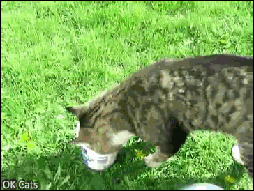 Funny Cat GIF • Greedy cat gets his head stuck in a bucket. Dance baby, dance! [ok-cats.com]