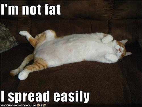 funny fat cat pictures. Fat can BE gross,