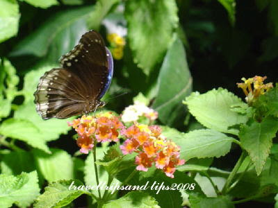 picture of butterfly