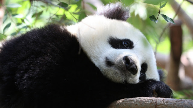 Panda sleeping mode pics latest panda wallpaper free downmload beauti panda pics