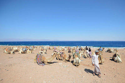Camel on the beach of Dahab