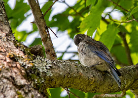 male eastern bluebird fledgling preening