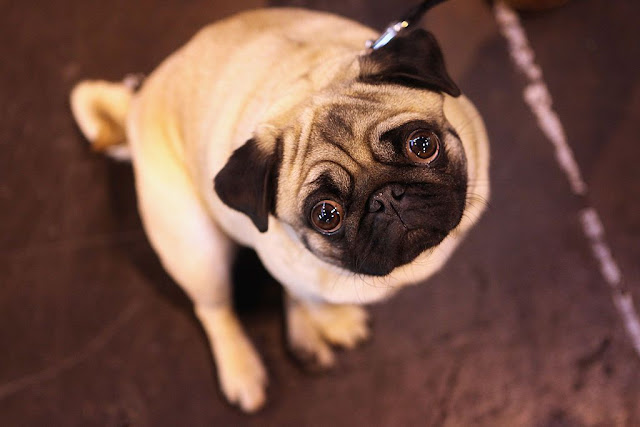 Pug