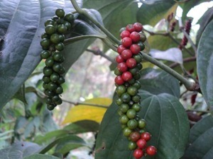 spicemarketnews_pepper_000