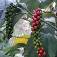 Pepper remains hot on tight supply