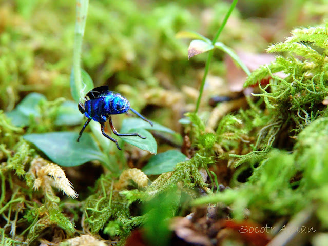 Chrysis angolensis