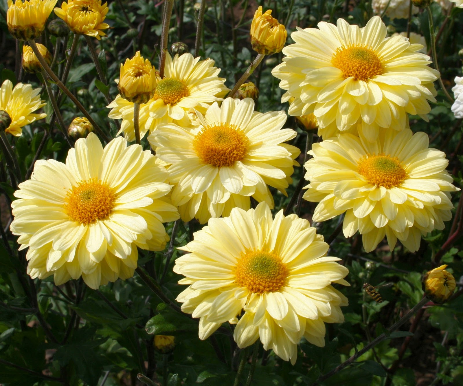 Scottish Artist and his Garden: Chrysanthemums