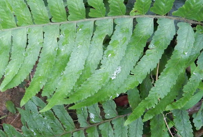 邊緣鱗蓋蕨的羽片