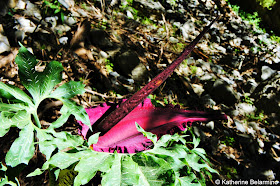 Dragon Arum Samaria Gorge Hike Crete Greece