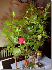 P1020331