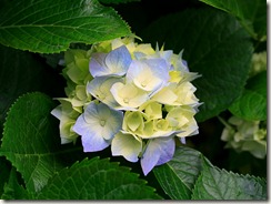 Hydrangeas