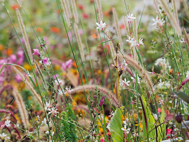 Landesgartenschau Bad-Lippspringe Blumen