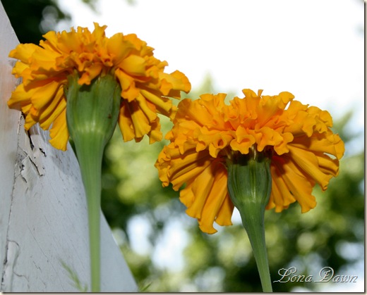 Marigolds3