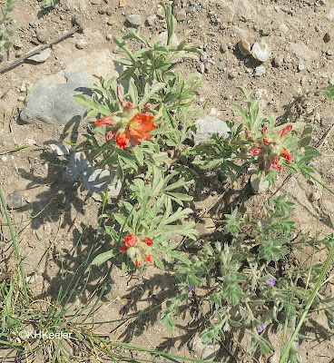 Sphaeralcea coccinea, scarlet globe mallow