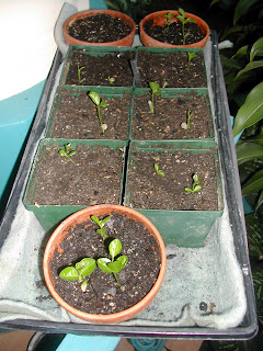 Key lime seedlings (Citrus aurantifolia)