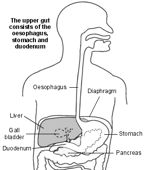 Health &amp; Fitness: Lump in Stomach after Eating