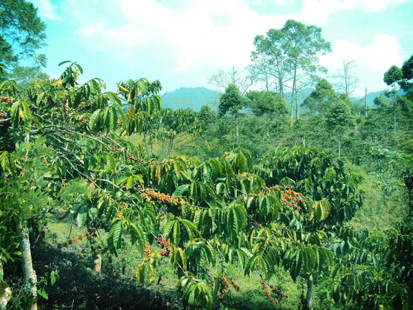 Karakter Kopi JOLONG PATI