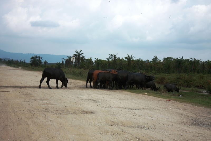 Gaya Terkini 36+ Gambar Lembu Warna Hitam