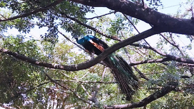 Kuala Lumpur Bird Park, Kuala Lumpur, Malaysia