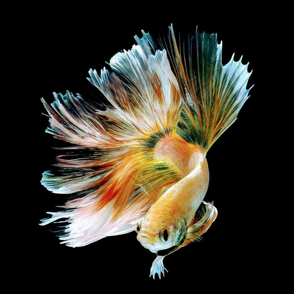 Download 55 Wallpaper Ikan  Bergerak Dalam Aquarium HD 