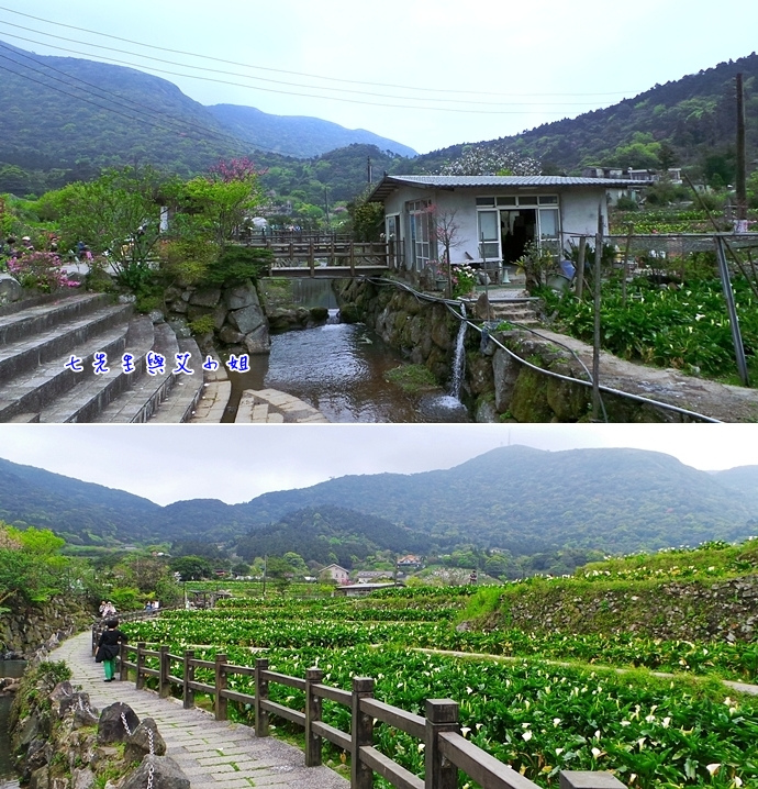 19 陽明山海芋節