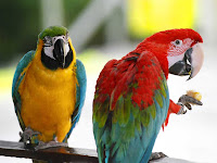 Australian Parrots Pair