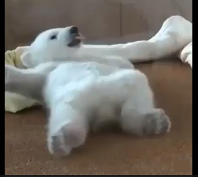 Video Of Animla Baby Panda