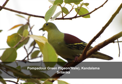 Pompadour Green Pigeon
