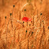 C'est la fin des coquelicots !