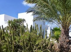 ten010 cacti