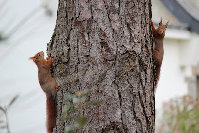 Iikhoarntsje - Europese Rode Eekhoorn - Sciurus vulgaris