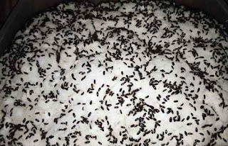 manfaat semut jepang dan bahayanya