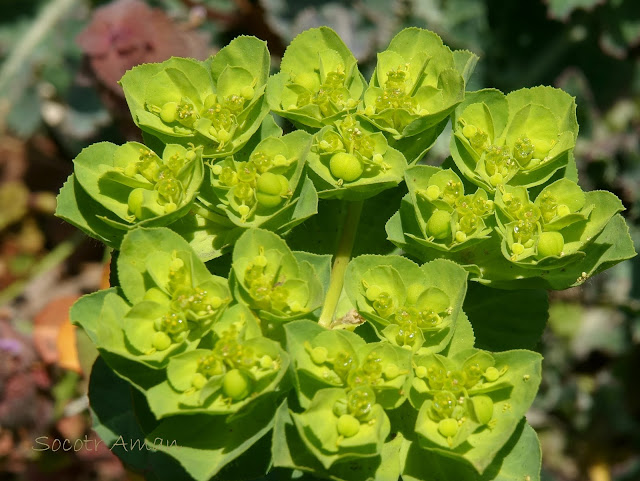 Euphorbia helioscopia