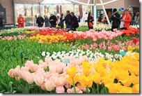 Keukenhof tulips
