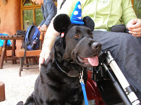 Cute dogs (50 pics), dog pictures, dog wears mickey mouse's hat