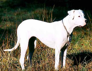 Top 10 dangerous dog breeds in world