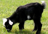 Cerita Anak " Anak Kambing Yang Cerdik "