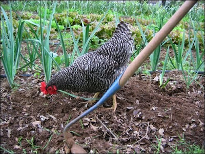 Aunt Penny and the half-moon hoe, at work in the field Boggy Creek Farm