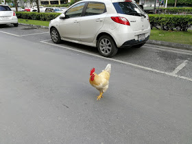 バンコクの町中で放し飼いの鶏
