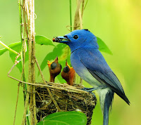 Bird On A Nest