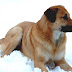 Chinook (dog) - Chinook Dog Breed