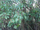 IVY