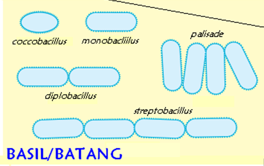 Morfologi dan  Struktur Bakteri Referensi Biologi