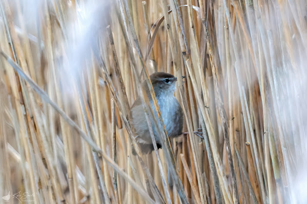 Cetti's warbler