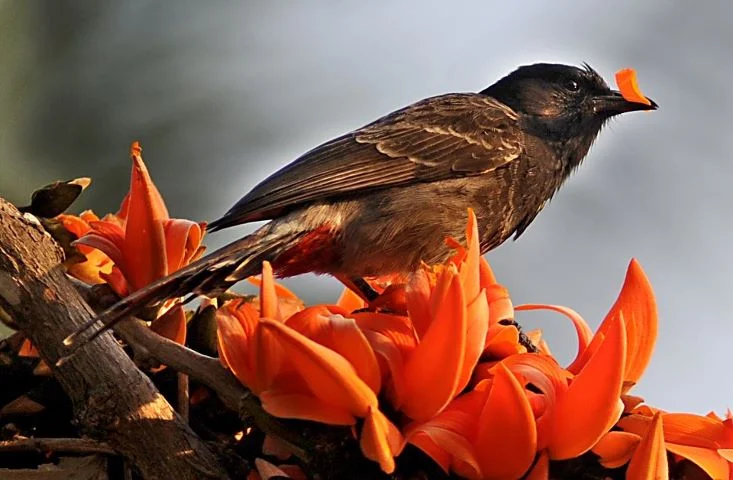 Bangladesh Birds Pictures - Best Birds Pictures - Beautiful Birds Pictures & Wallpapers Download - birds picture - NeotericIT.com