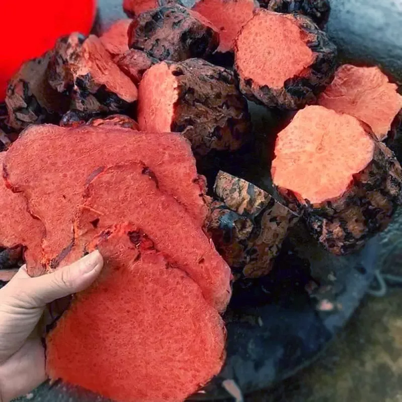 Hà Thủ Ô đỏ khô