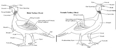 Ciri ciri kalkun jantan dan betina