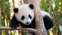 Resultado de imagen de pandas trepando