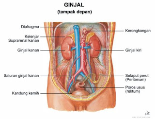 organ ginjal