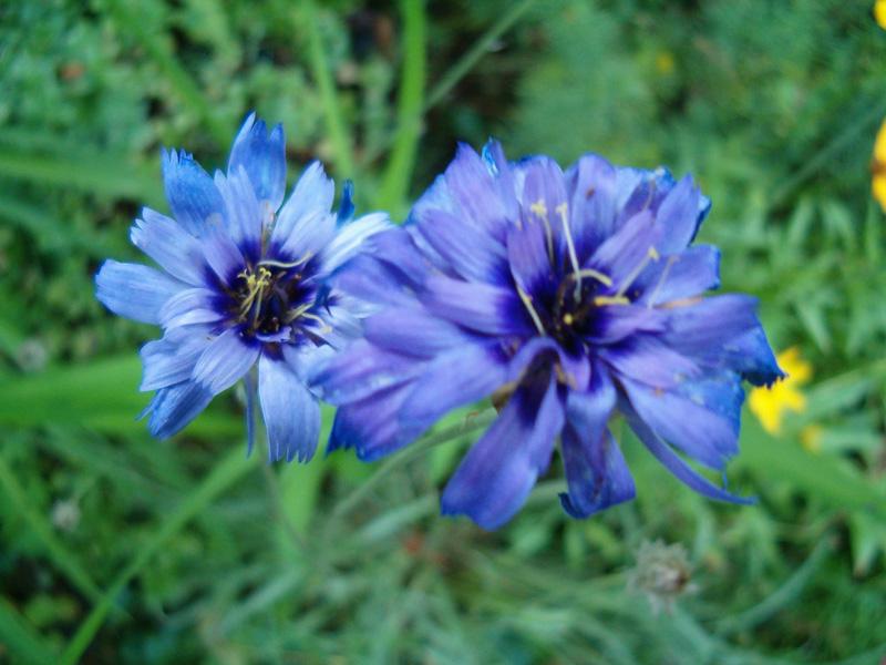 types of flowers for bouquet Blue Wedding Flower Types | 800 x 600